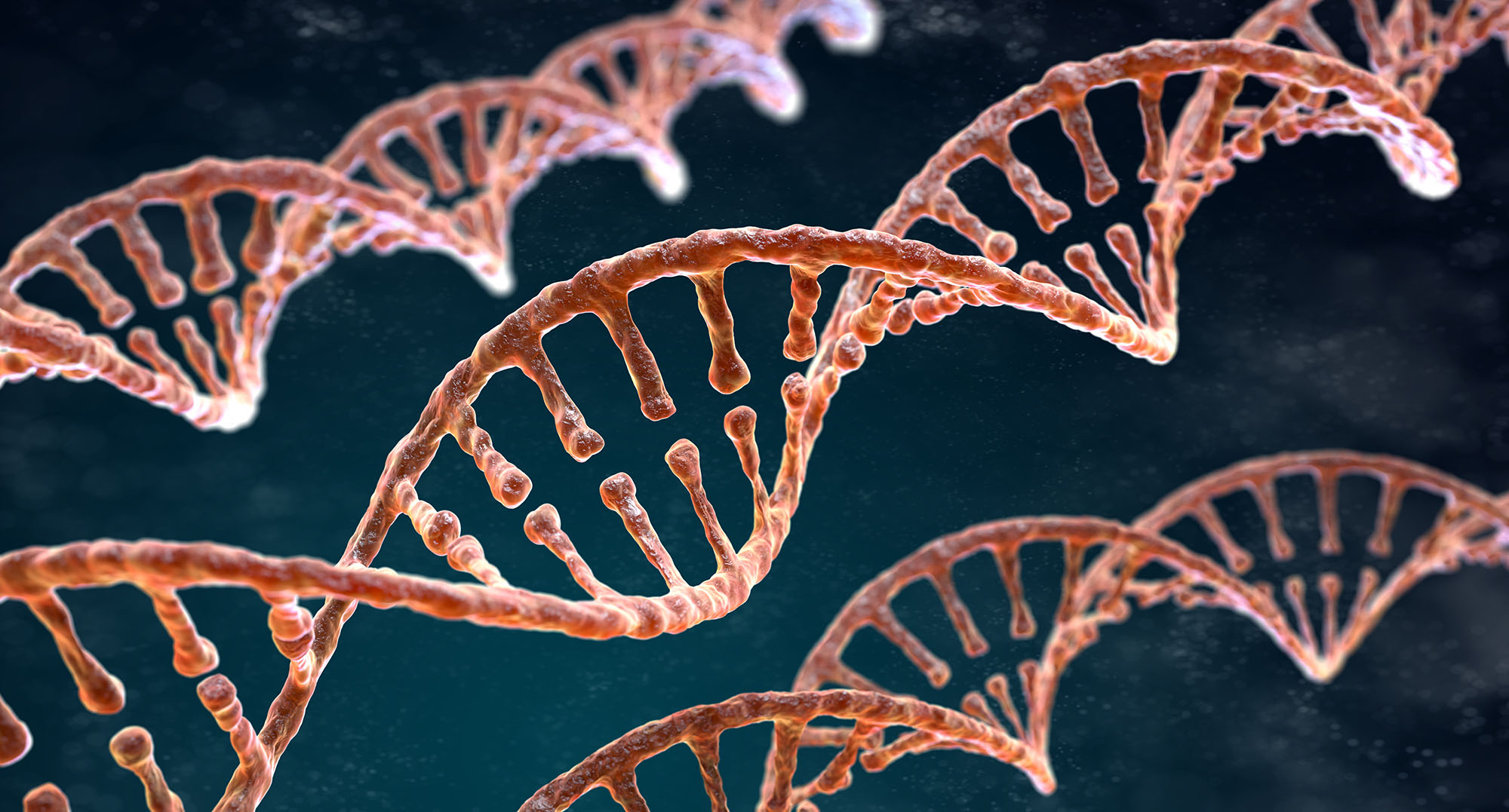 A rendering of the brca gene.