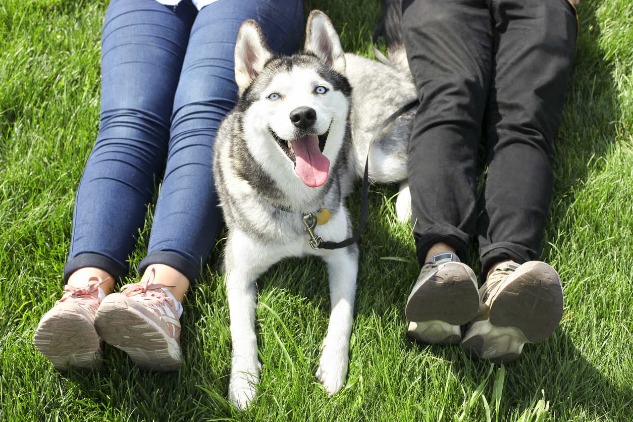 Two people sitting at a park with their Husky dog.